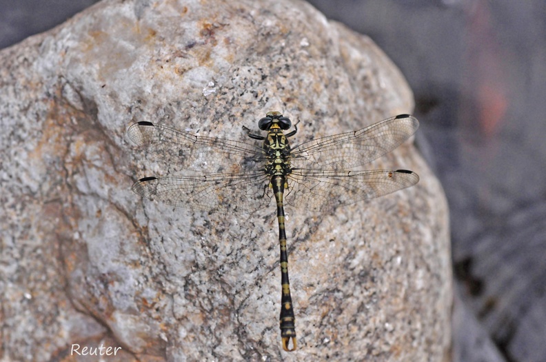 Große Zangenlibelle (Onychogomphus uncatus)